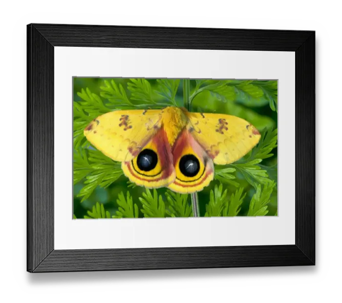 Framed Print : North American Silk Moth the Io Moth photographed Sammamish, Washington Framed Print : North American Silk Moth the Io Moth photographed Sammamish, Washington