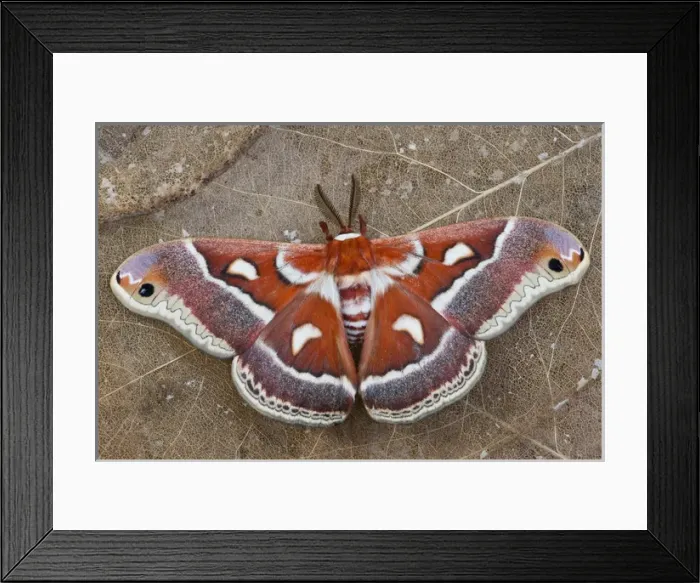 Framed Print : North American Silk Moth Hyalophora gloveri from the Arizona area photographed Sammamish