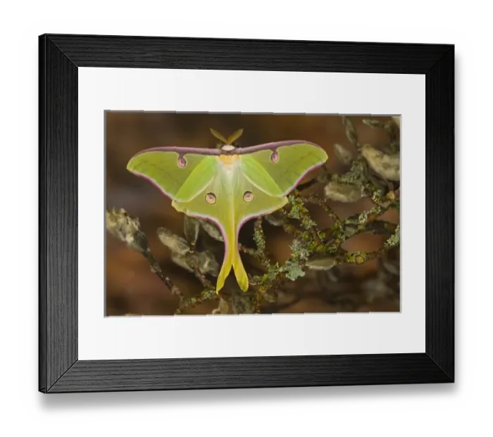 Framed Print : Male Luna Silk Moth of North American photographed Sammamish, Washington Framed Print : Male Luna Silk Moth of North American photographed Sammamish, Washington