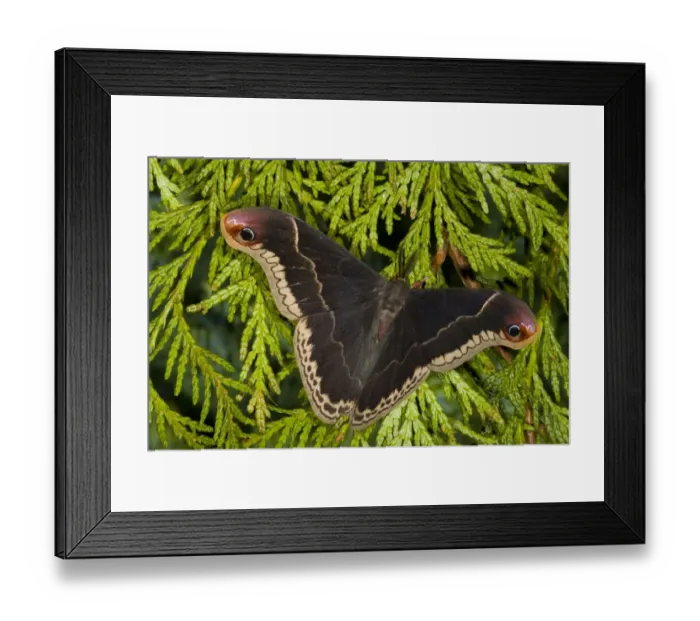 Framed Print : Sammamish, Washington silkmoth from North America, Callosamia promethea -male Framed Print : Sammamish, Washington silkmoth from North America, Callosamia promethea -male