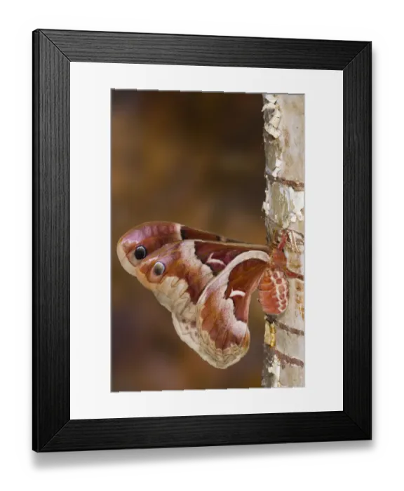 Framed Print : Sammamish, Washington silkmoth from North America, Callosamia promethea - female Framed Print : Sammamish, Washington silkmoth from North America, Callosamia promethea - female