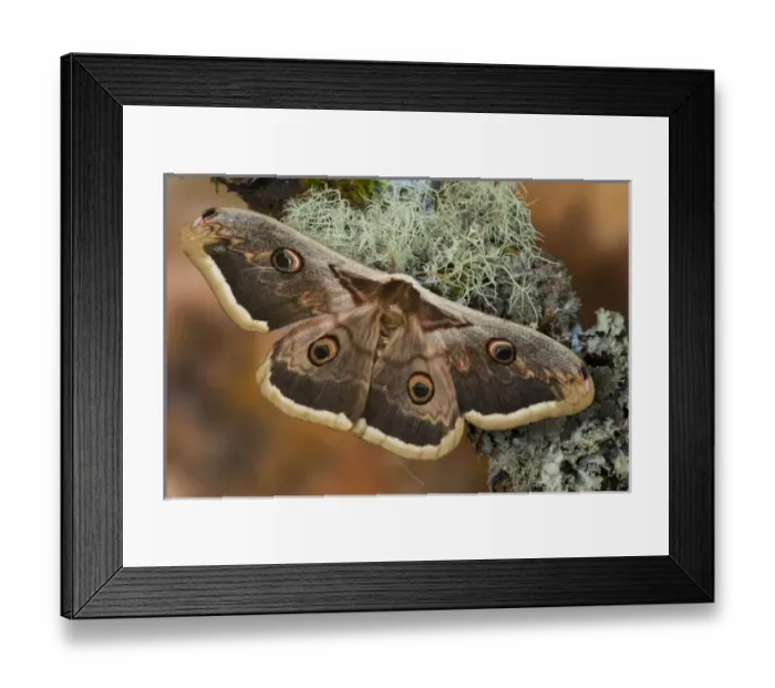 Framed Print : Sammamish, Washington The Great Peacock Moth the largest moth of Europe Framed Print : Sammamish, Washington The Great Peacock Moth the largest moth of Europe