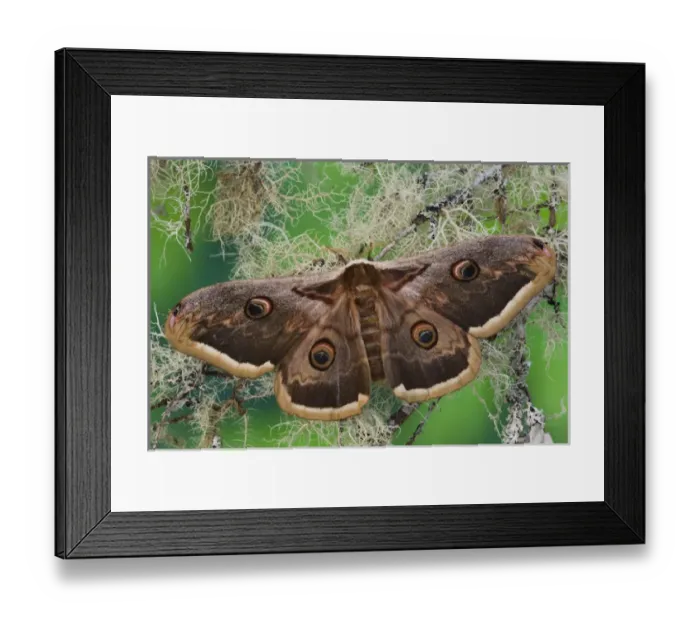 Framed Print : Sammamish, Washington The Great Peacock Moth the largest moth of Europe Framed Print : Sammamish, Washington The Great Peacock Moth the largest moth of Europe