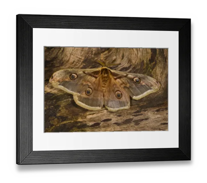 Framed Print : Sammamish, Washington The Great Peacock Moth the largest moth of Europe Framed Print : Sammamish, Washington The Great Peacock Moth the largest moth of Europe