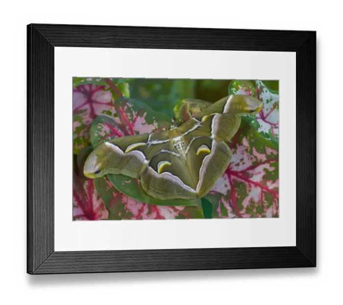 Framed Print : Sammamish, Washington photo taken of silk moth Samia cynthina