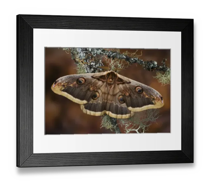 Framed Print : Sammamish, Washington The Great Peacock Moth the largest moth of Europe