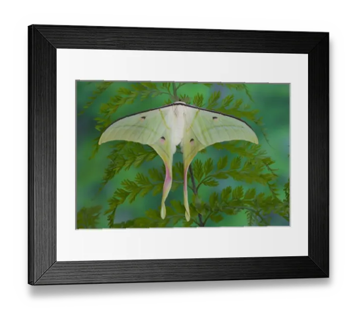 Framed Print : Sammamish, Washington and the Indian Moon Moth Actias selene