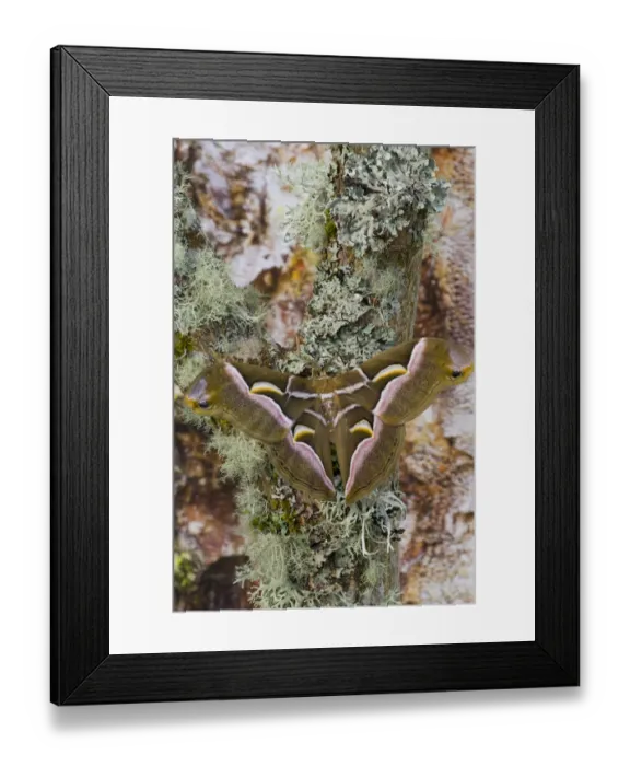 Framed Print : Sammamish, Washington photo taken of silk moth Samia cynthina Framed Print : Sammamish, Washington photo taken of silk moth Samia cynthina