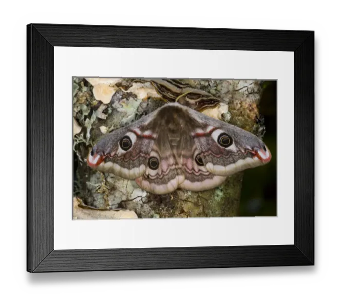 Framed Print : Sammamish, Washington photo of a small European Silk Moth, female Saturnia pavionella