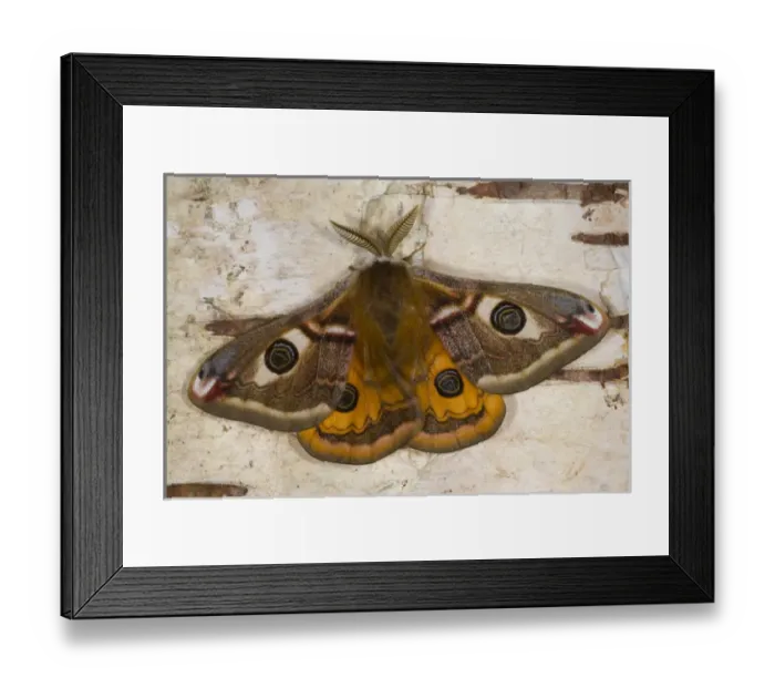 Framed Print : Sammamish, Washington photo of a small European Silk Moth, male Saturnia pavionella Framed Print : Sammamish, Washington photo of a small European Silk Moth, male Saturnia pavionella