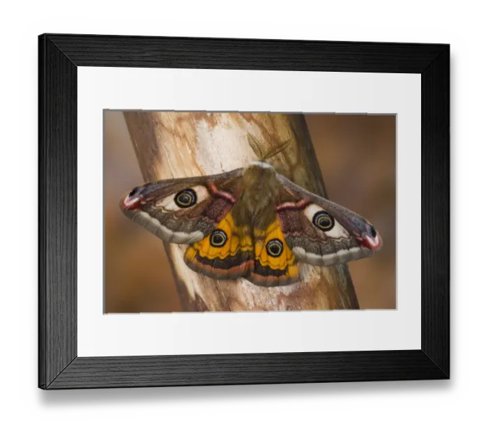 Framed Print : Sammamish, Washington photo of a small European Silk Moth, male Saturnia pavionella Framed Print : Sammamish, Washington photo of a small European Silk Moth, male Saturnia pavionella
