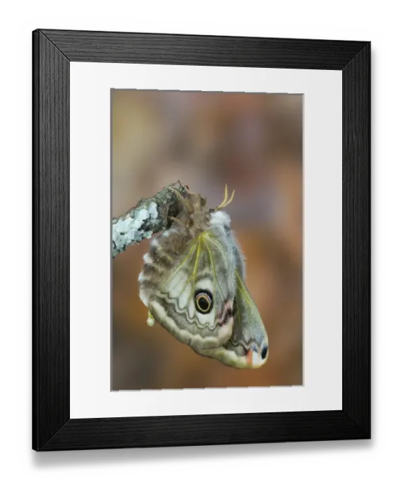 Framed Print : Sammamish, Washington photo of a small European Silk Moth, Saturnia pavionella. Just Eclosed