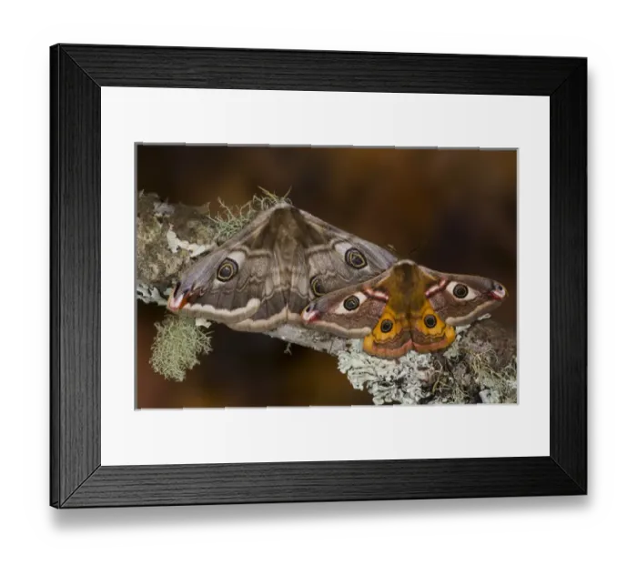 Framed Print : Sammamish, Washington photo of a small European Silk Moth, pair Saturnia pavionella Framed Print : Sammamish, Washington photo of a small European Silk Moth, pair Saturnia pavionella