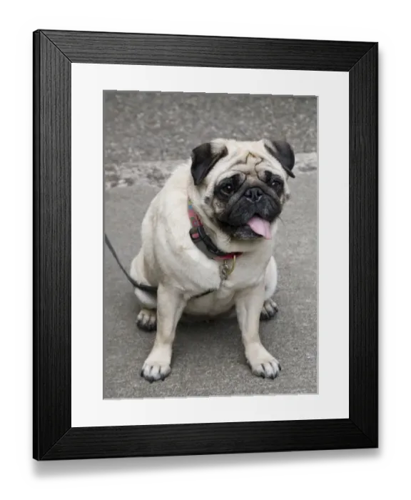 Framed Print : A portrait of a cute pug on a leash in a parking lot or city street Framed Print : A portrait of a cute pug on a leash in a parking lot or city street