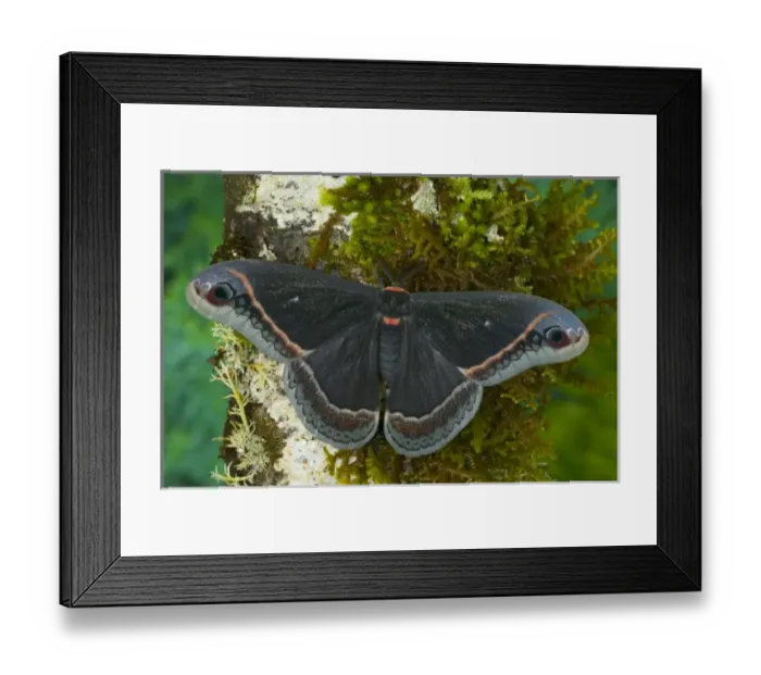 Framed Print : Sammamish, Washington Silk Moth for Arizona area Eupackardia calleta Framed Print : Sammamish, Washington Silk Moth for Arizona area Eupackardia calleta