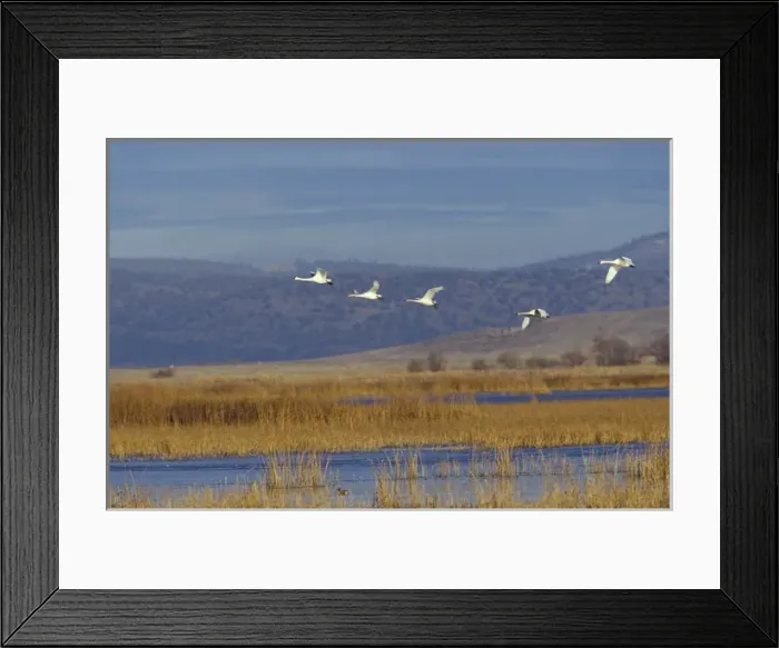 Framed Print : NA, USA, California, Klamath Basin Trumpeter swans in flight Framed Print : NA, USA, California, Klamath Basin Trumpeter swans in flight