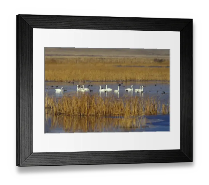 Framed Print : NA, USA, California, Klamath Basin Trumpeter swans, coots and ducks Framed Print : NA, USA, California, Klamath Basin Trumpeter swans, coots and ducks
