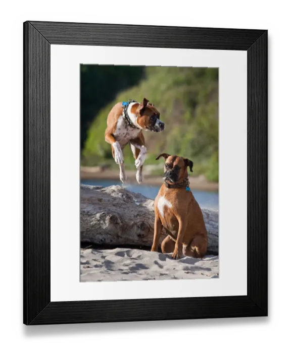 Framed Print : Two Boxers playing at Hendreys Beach in Santa Barbara California Framed Print : Two Boxers playing at Hendreys Beach in Santa Barbara California