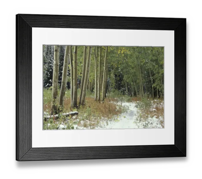 Framed Print : NA, USA, Colorado, White River National Forest Light snow and quaking aspen trees Framed Print : NA, USA, Colorado, White River National Forest Light snow and quaking aspen trees