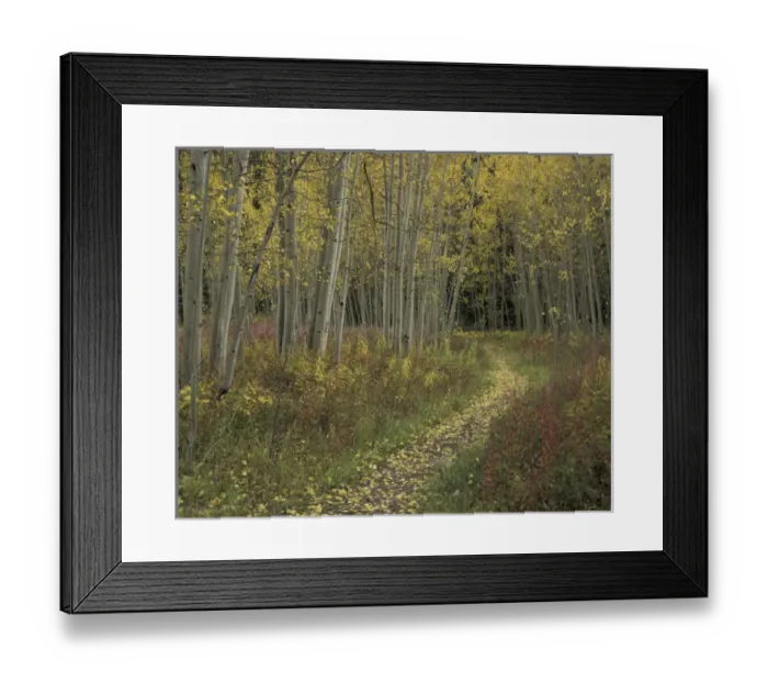 Framed Print : N. A. USA, Colorado, San Isabel National Forest Pathway thru autumn aspen trees Framed Print : N. A. USA, Colorado, San Isabel National Forest Pathway thru autumn aspen trees
