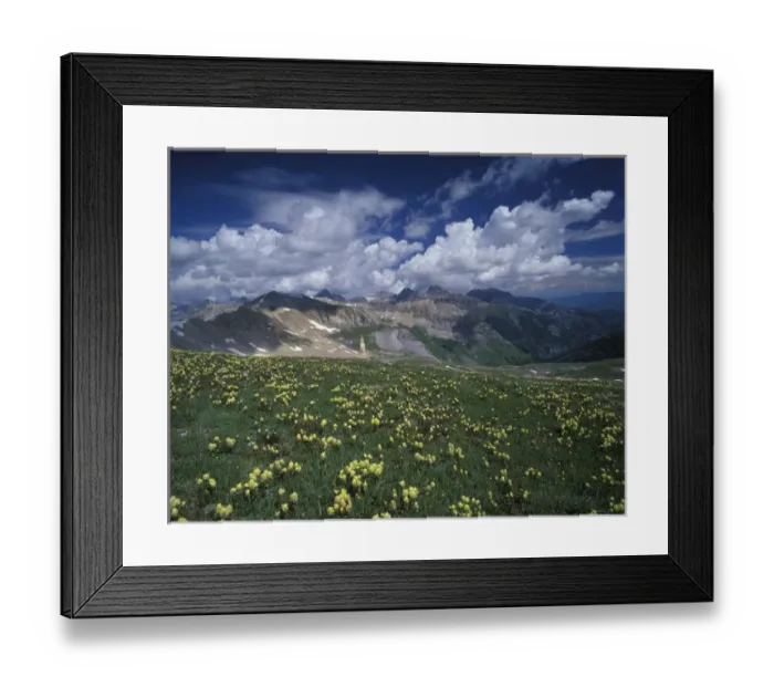 Framed Print : North America, USA, Colorado, Mount Sneffels Wilderness. Yellow paintbrush (Castilleja Framed Print : North America, USA, Colorado, Mount Sneffels Wilderness. Yellow paintbrush (Castilleja