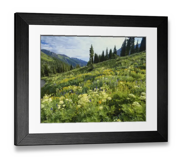 Framed Print : Colorado, Mount Sneffels Wilderness, Cow Parsnip and Orange Sneezeweed growing Framed Print : Colorado, Mount Sneffels Wilderness, Cow Parsnip and Orange Sneezeweed growing