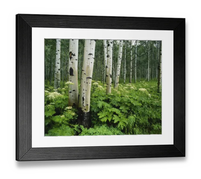 Framed Print : Colorado, White River National Forest, Cow Parsnip growing in Aspen grove