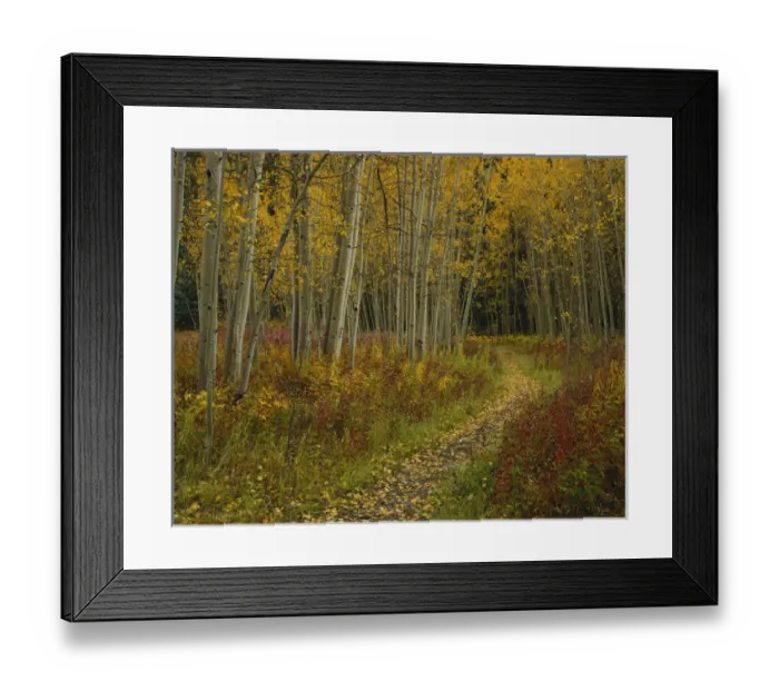 Framed Print : Colorado, San Isabel National Forest, Footpath through autumn Aspen trees Framed Print : Colorado, San Isabel National Forest, Footpath through autumn Aspen trees