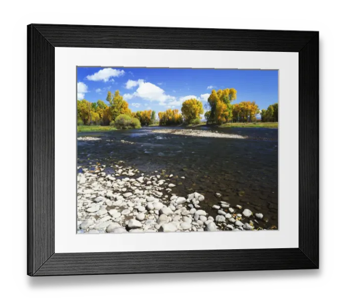 Framed Print : USA, Colorado, Autumn view of cottonwood tree salong Gunnison river Framed Print : USA, Colorado, Autumn view of cottonwood tree salong Gunnison river