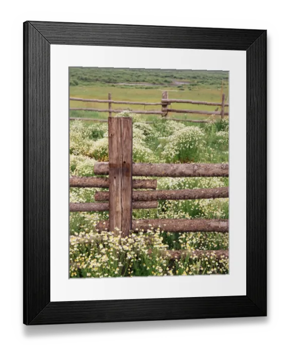 Framed Print : USA, Colorado, Gunnison National Forest, Wild Chamomile (Matricaria discoidea) growing Framed Print : USA, Colorado, Gunnison National Forest, Wild Chamomile (Matricaria discoidea) growing