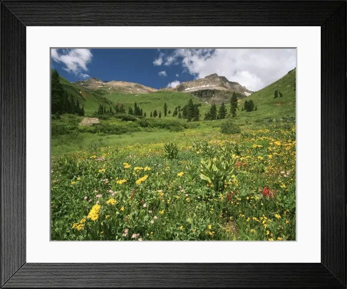 Framed Print : USA, Colorado, Mt Sneffels Wilderness Area, View of orange Sneezeweed, astens Framed Print : USA, Colorado, Mt Sneffels Wilderness Area, View of orange Sneezeweed, astens