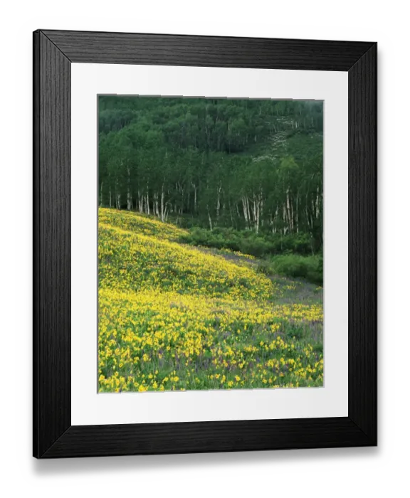 Framed Print : USA, Colorado, Gunnison National Forest, View of Sneezeweed (Helenium autumnale) and Aspen trees Framed Print : USA, Colorado, Gunnison National Forest, View of Sneezeweed (Helenium autumnale) and Aspen trees