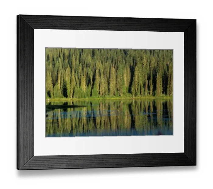 Framed Print : North America, USA, Colorado, Fir forest reflection