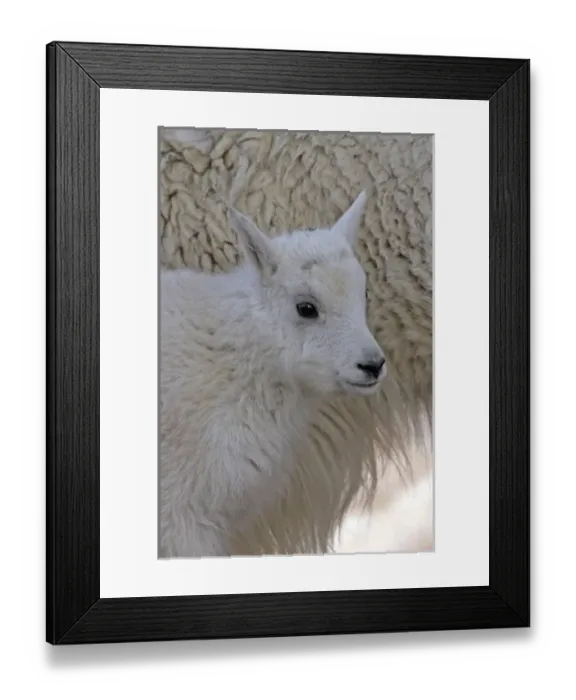 Framed Print : USA, Colorado, Mount Evans. Mountain goat kid next to mother. Credit as: Cathy Framed Print : USA, Colorado, Mount Evans. Mountain goat kid next to mother. Credit as: Cathy