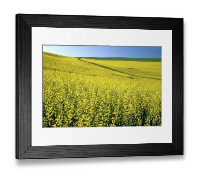 Framed Print : N. A. USA, Washington, Whitman County. Tracks running thru Canola fields