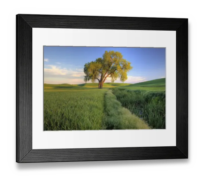 Framed Print : North America, USA, Washington. Lone tree in a wheat field in the Palouse region Framed Print : North America, USA, Washington. Lone tree in a wheat field in the Palouse region
