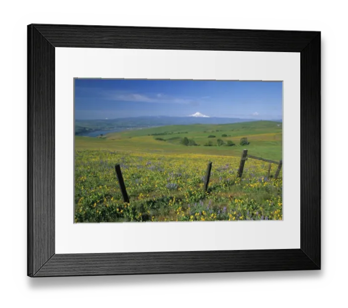 Framed Print : NA, USA, Washington. Field of arrowleaf balsamroot and lupine on hillside overlooking Framed Print : NA, USA, Washington. Field of arrowleaf balsamroot and lupine on hillside overlooking