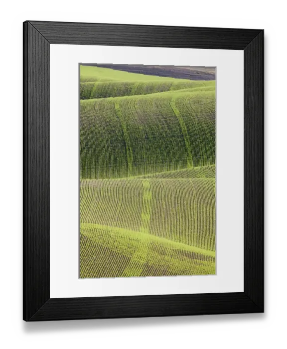 Framed Print : North America, USA, Washington. Fresh planting of peas in the Palouse region of Framed Print : North America, USA, Washington. Fresh planting of peas in the Palouse region of
