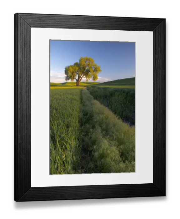 Framed Print : North America, USA, Washington. Lone tree in a wheat field in the Palouse region Framed Print : North America, USA, Washington. Lone tree in a wheat field in the Palouse region