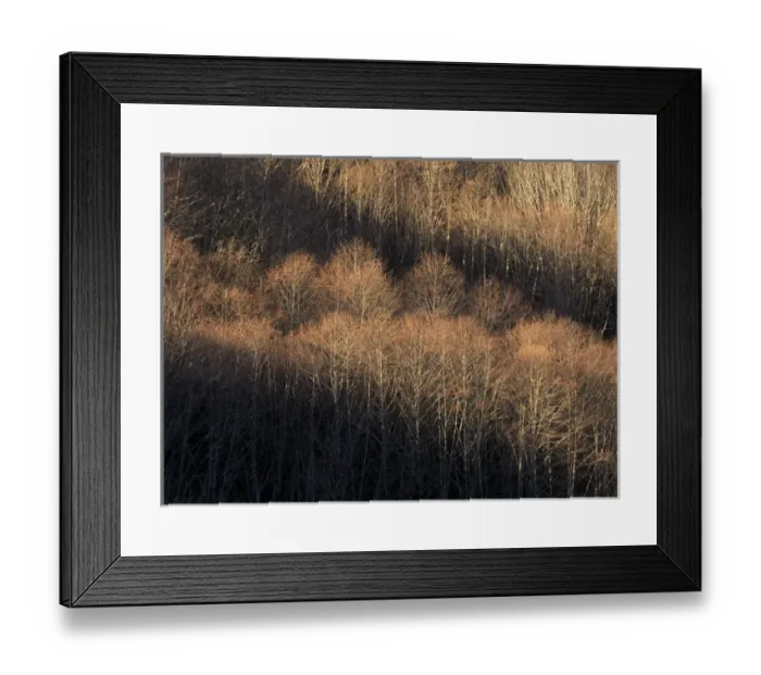 Framed Print : North America, U. S. A. Washington, Olympic National Park, Winter light in the forest Framed Print : North America, U. S. A. Washington, Olympic National Park, Winter light in the forest