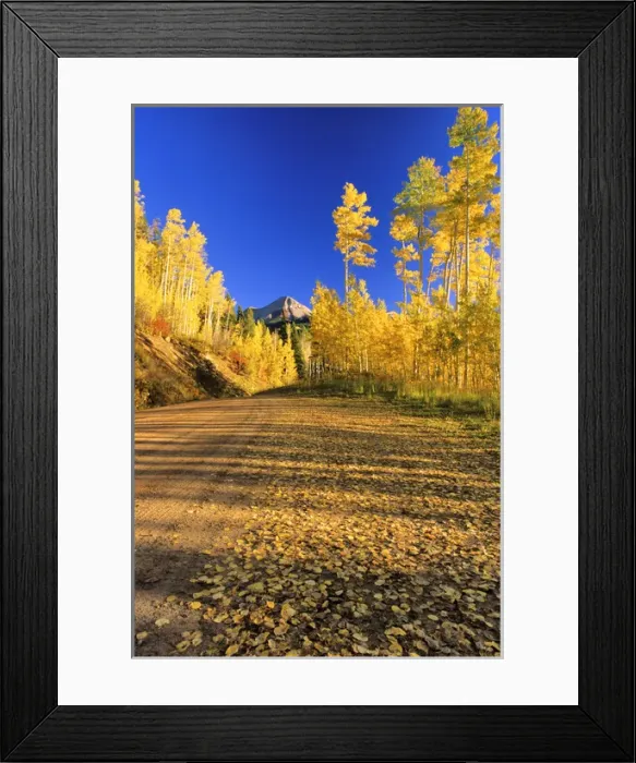 Framed Print : Gravel road lined with autumn color in the San Juan National Forest of Colorado Framed Print : Gravel road lined with autumn color in the San Juan National Forest of Colorado