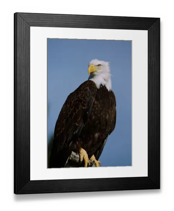 Framed Print : North America, USA, Colorado, Colorado Springs. Bald eagle (Haliaeetus leucocephalus) Framed Print : North America, USA, Colorado, Colorado Springs. Bald eagle (Haliaeetus leucocephalus)