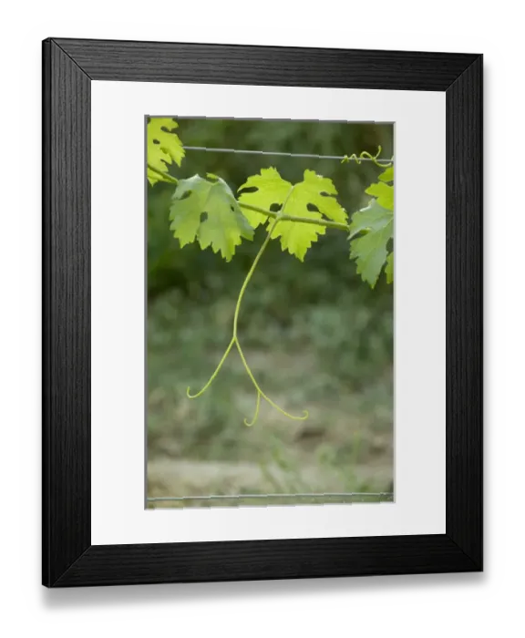 Framed Print : Colorado, Grand Junction. Colorado vineyard, grape vines