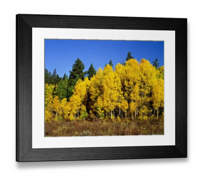 Framed Print : USA, Colorado, Rocky Mountain National Park, Aspens in Fall yellow Framed Print : USA, Colorado, Rocky Mountain National Park, Aspens in Fall yellow