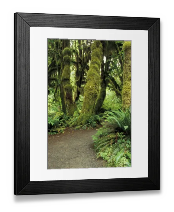 Framed Print : North America, USA, WA, Olympic NP moss covered trees in the Hoh Rainforest Framed Print : North America, USA, WA, Olympic NP moss covered trees in the Hoh Rainforest