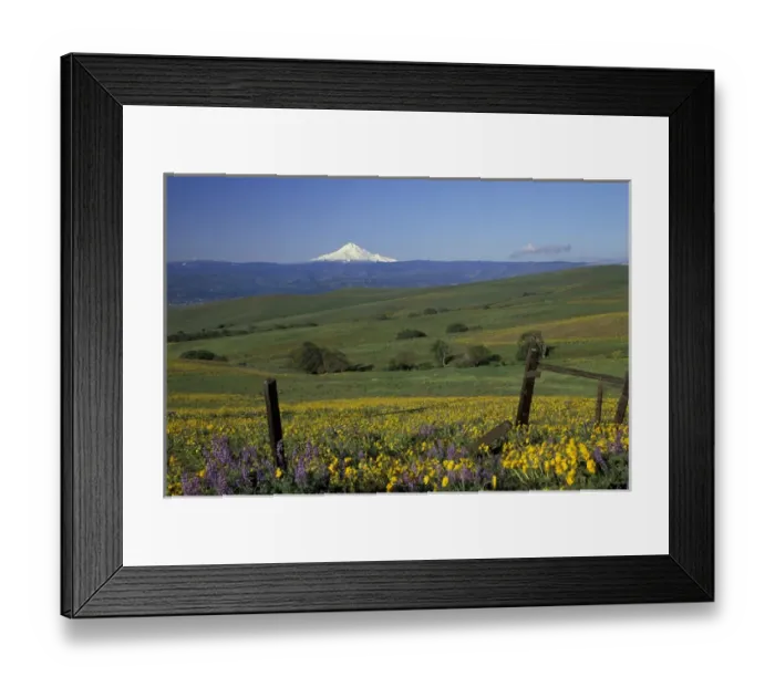 Framed Print : North America, USA, WA, near Lyle, Dalles Mountain Ranch SP balsam root and lupine with Mt