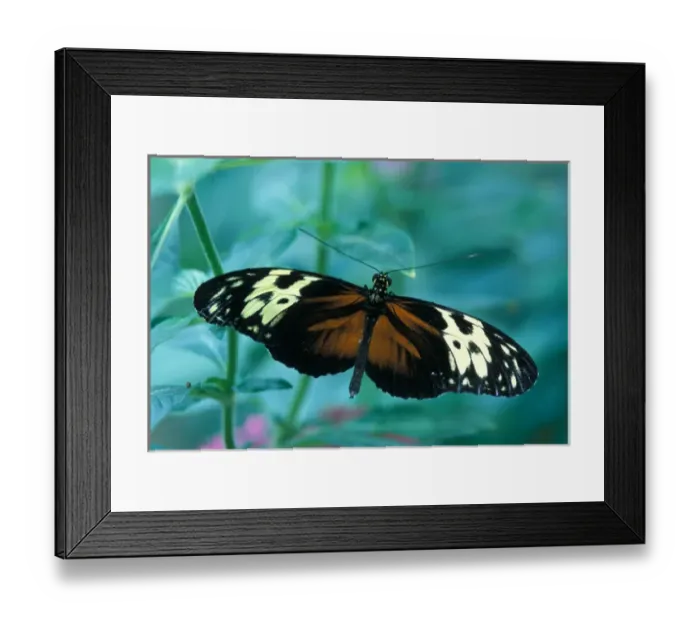 Framed Print : North America, USA, WA, Seattle, Pacific Science Center Large Tiger resting on leaf Framed Print : North America, USA, WA, Seattle, Pacific Science Center Large Tiger resting on leaf