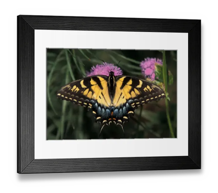 Framed Print : North America, USA, WA, Seattle, Woodland Park Zoo East Tiger Swallowtail feeding Framed Print : North America, USA, WA, Seattle, Woodland Park Zoo East Tiger Swallowtail feeding