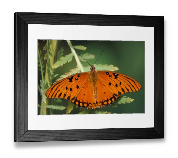 Framed Print : North America, USA, WA, Seattle, Woodland Park Zoo Gulf Fritillary resting Framed Print : North America, USA, WA, Seattle, Woodland Park Zoo Gulf Fritillary resting