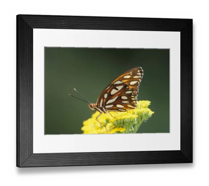 Framed Print : North America, USA, WA, Seattle, Woodland Park Zoo Gulf Fritillary resting on Yarrow flower Framed Print : North America, USA, WA, Seattle, Woodland Park Zoo Gulf Fritillary resting on Yarrow flower